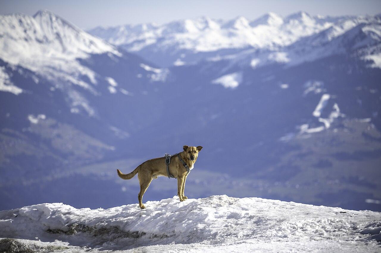 Un cane meticcio su una cima innevata